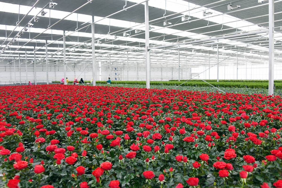 兰州新区现代农业示范园种植的玫瑰(3月12日摄).