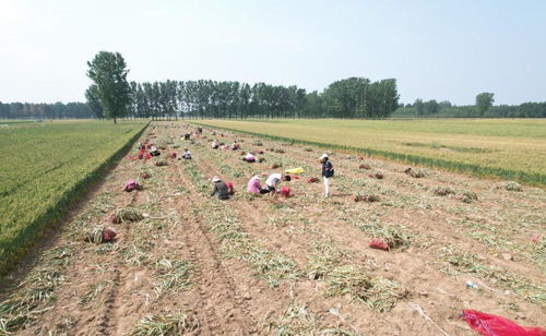 河南兰考县大蒜种植基地丰收忙 农户增收致富有保障