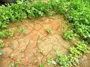 土壤问题很严重 酸化 盐渍化