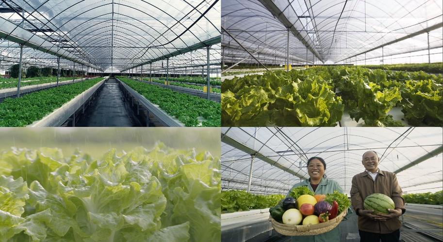 现代化农业蔬菜大棚种植