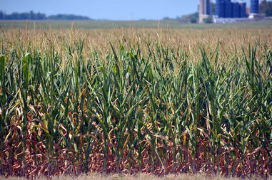 东北玉米价格时隔数年再度跌破1元 农户集中抛售