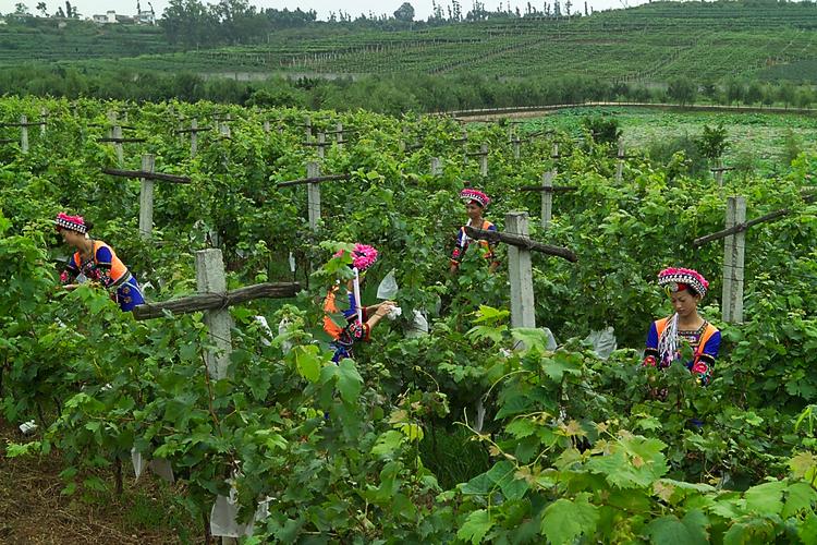 农业保险中种植业保险一般包括 农业保险种植业