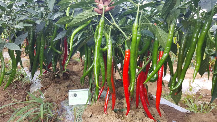辣椒种植已成为农村经济发展首选作物