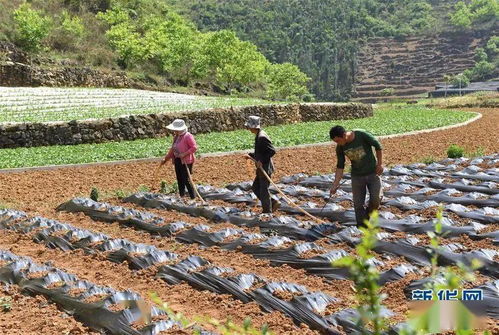 炸石造地10多万亩,悬崖中开挖3000多公里路 云南西畴提前摘掉 贫困帽