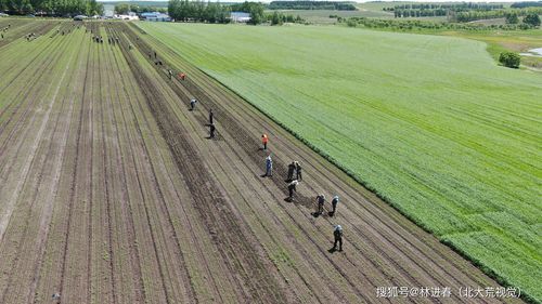 黑龙江省荣军农场:农业种植三减,餐桌更加安全