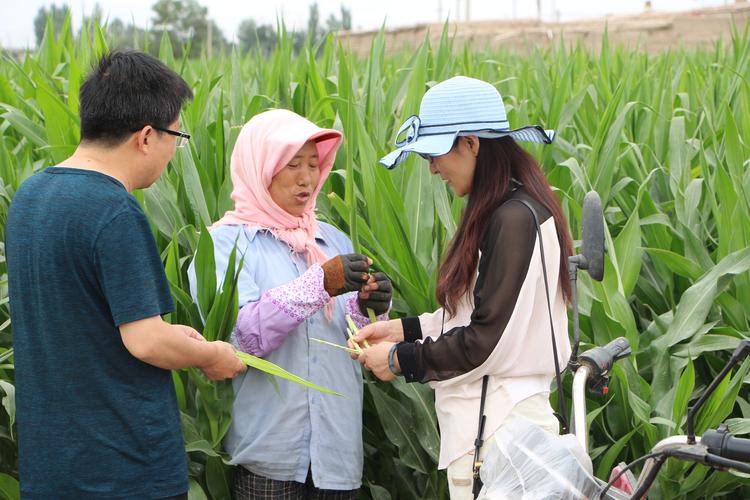 图为:农业气象技术人员与种植户交流制种玉米母本去雄情况