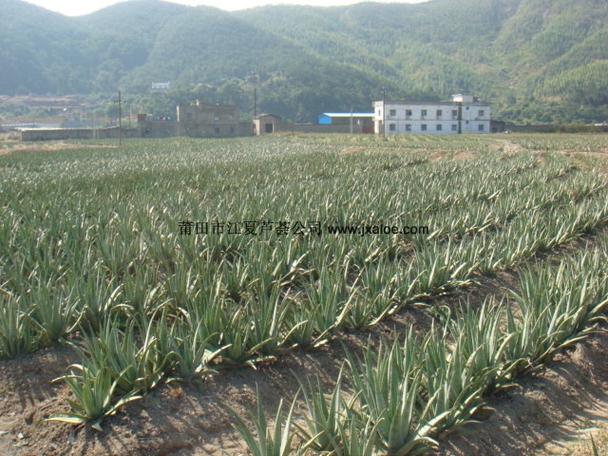开发有限公司是一家集芦荟种植,产品开发与销售为一体的农业龙头企业