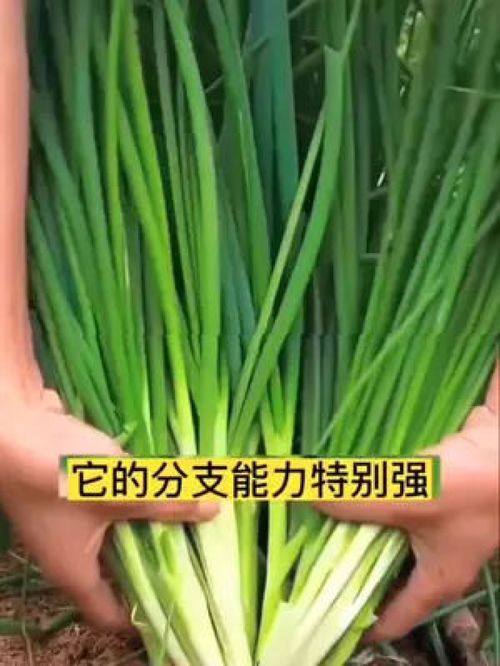 8月种葱,9月种蒜正是种葱的季节 优质农产品 阳台种菜 三农