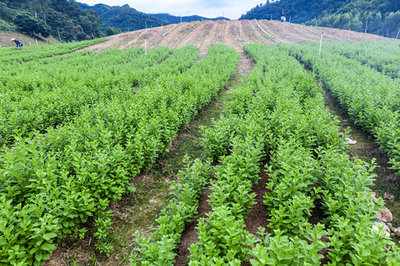 枸杞种植基地