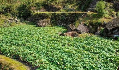 这植物火爆农产品市场,前景广阔,种植一亩能赚多少钱