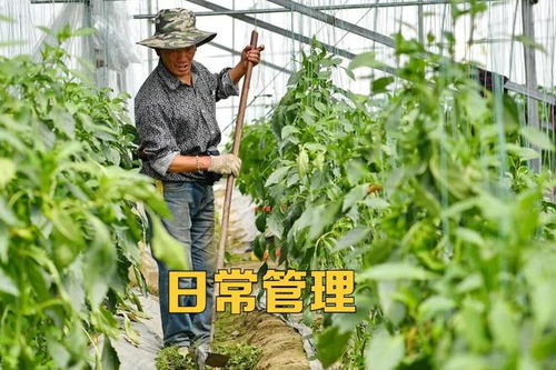 冬茬大棚蔬菜种植环境恶劣,如何做到高产 优质 2方面必须做到