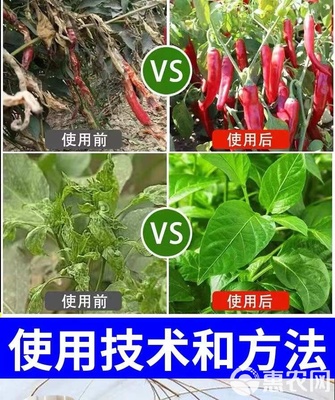 专治辣椒烂尖辣椒病毒病专用药辣椒膨大拉直增产无激素辣椒叶面肥