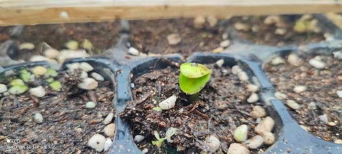 新开 蔬菜基地种植忙 群众致富有保障