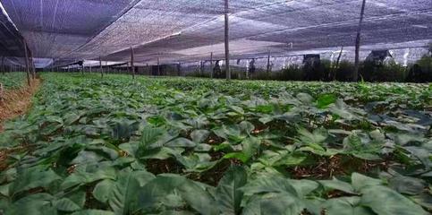 中国人的种植天赋太可怕了,又一个美国特产变成“白菜价”