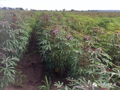 南宁中热农业设备(图)_园林种植设备_种植设备