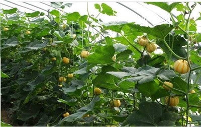 陕西咸阳特产迷你小南瓜(又名小金瓜、金菊瓜)