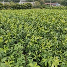 象山大徐农地种植基地