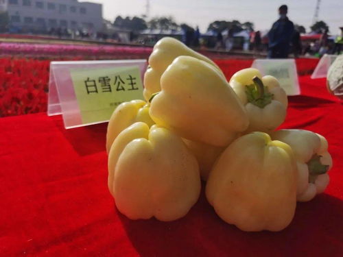 221个蔬果新品种闪亮登场,这场秋季农产品展示带您逐个看