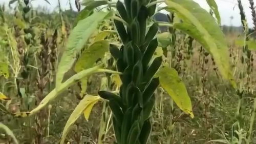在农村种植的农作物,大家猜猜这个是什么植物,长见识了