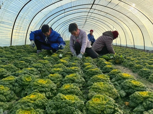 江苏淮阴 淮阴黄心乌菜香,产业兴旺绘富景