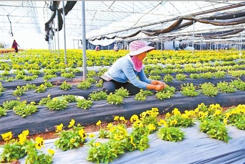 鲜花经济助农增收