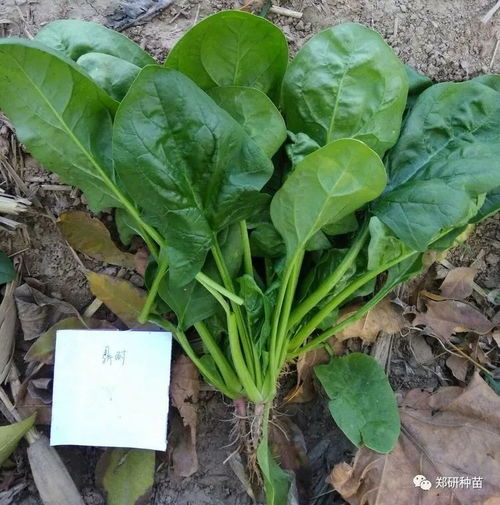 郑研种苗叶菜类精品荟萃