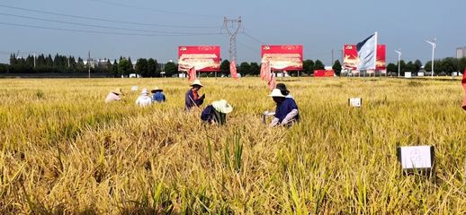 2022年我省水稻种子正季种植鉴定系列工作圆满收官