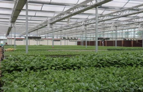 提质效 扩规模 创品牌 建平台 强体系 中原菜都 加速崛起