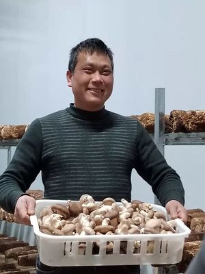 广西柳州市鱼峰区温室大棚种植食用菌破土而出