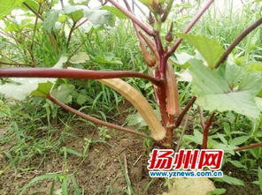 扬州有座国家级农作物 试验工厂 百种新奇蔬果入驻