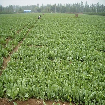 【大青根除草剂板蓝根种子种植全过程】价格_厂家_批发_参数_图片_农作物种子种苗栏目