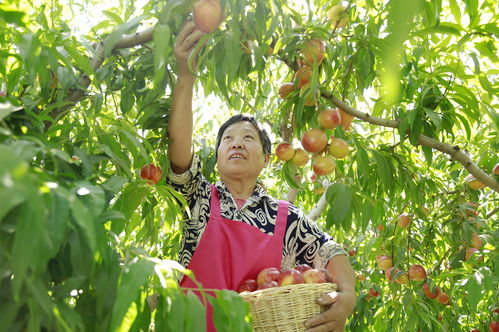 河北广宗 特色农产品种植助农增收