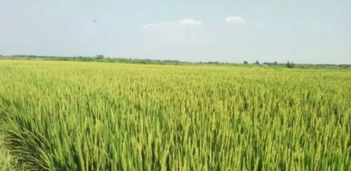 2019年四大粮食作物的价格走势分析,哪种作物最值得看好