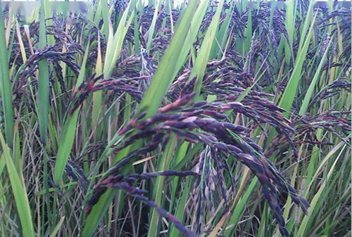 农村种植粮食作物,我就看好了这两种,收益高前景还好