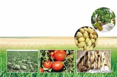 巴彦淖尔农产品地理标志产品 农作物种植的璀璨明珠