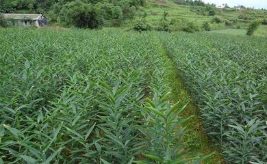 转型高效农业 农民放弃玉米种植，改种高价值作物实现亩产值4万