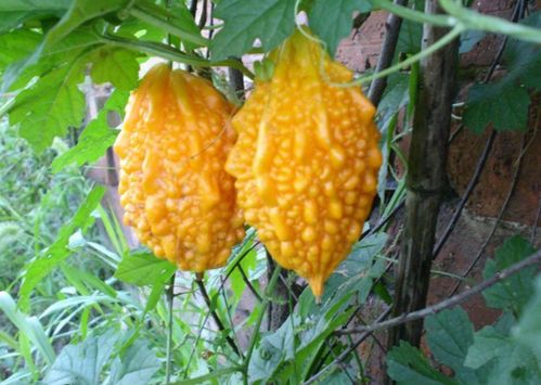 被叫做‘癞葡萄’的苦瓜 从昔日餐桌常客到如今种植稀少的变迁