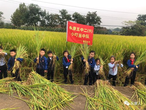 走进田间,体验劳动——孩子们的农作物种植收获