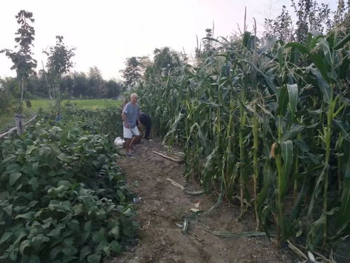 九旬老人的有机农业梦 百斤玉米千斤薯,丰收共享传温情