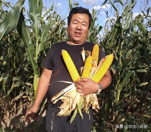 密种密植还是稀种稀植?以玉米合理密植为例解析农作物种植策略