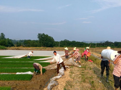 吕亭镇桐城观塘农作物种植专业合作社开展新技术培训与有机食品开发