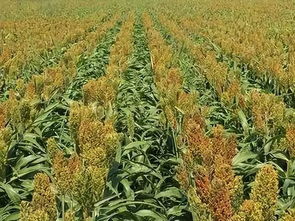 高粱高产秘诀 简单实用的有机栽培指南