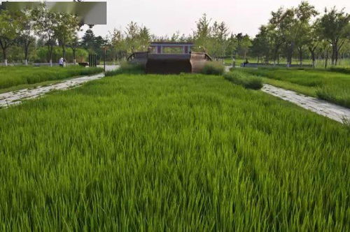 天映水,水连山 颐和园畔的玉泉山春游秘境