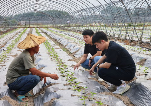 爱拼会赢奋勇争先 谱写产业发展新篇章——福建省党员干部深耕有机食品开发一线