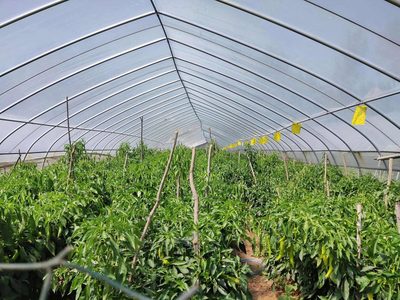 大棚辣椒根部病害的防治策略