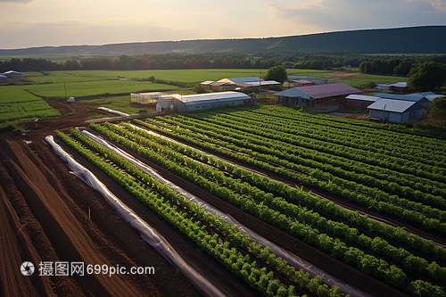 春季生长的农作物及其种植要点