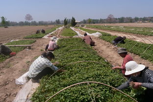 热门作物背后的经济账 三分的白菜价,九千的成本账