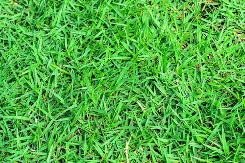 有机食品开发视角下的草皮种植及其意义