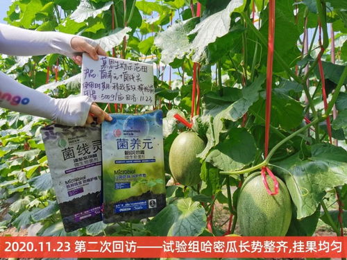 海南八大种植基地四大作物实验报告 有机食品开发的新突破
