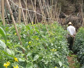 小番茄承载大希望 农作物种植致富之路